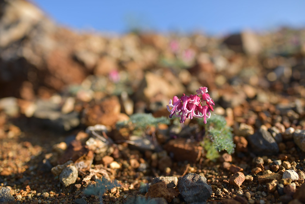 草津白根山のコマクサ