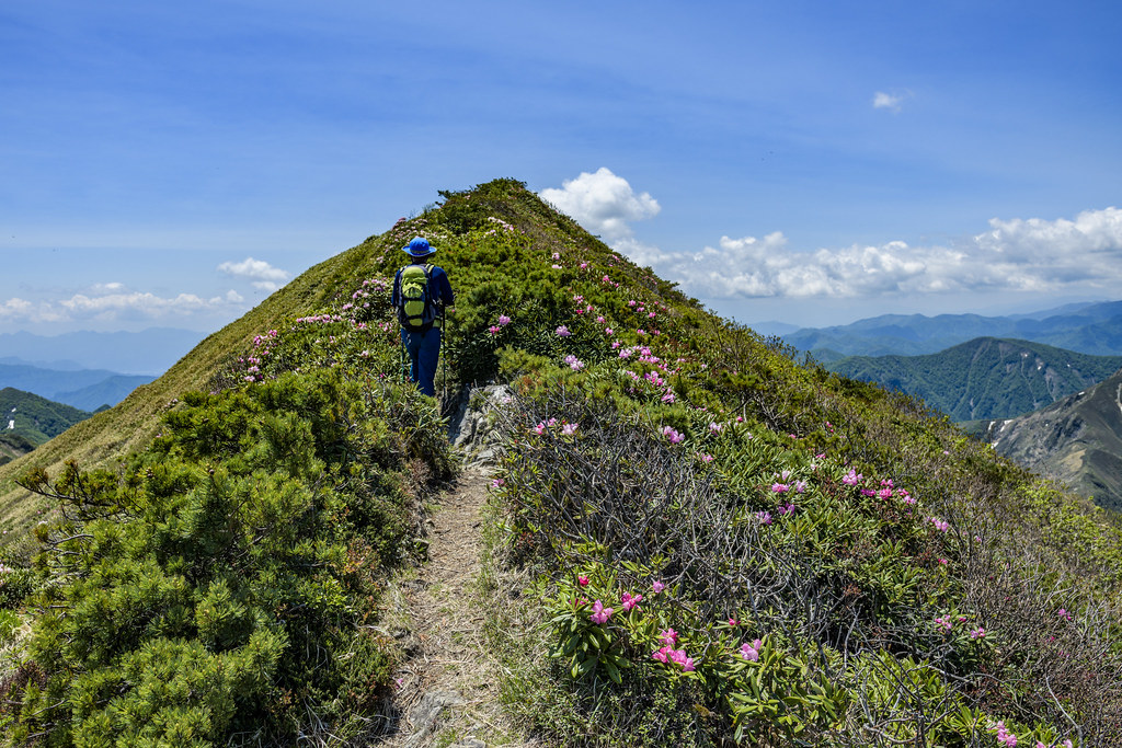 万太郎山のシャクナゲ