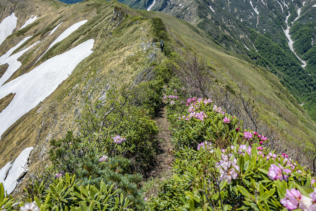 万太郎山のシャクナゲ