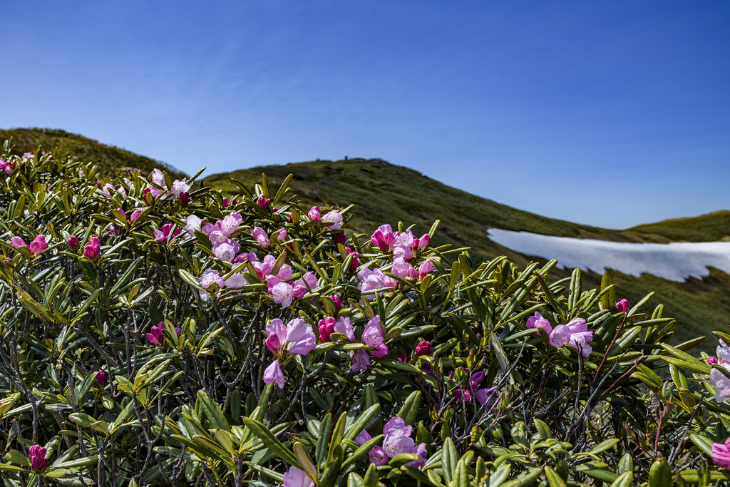 万太郎山から仙ノ倉山へ
