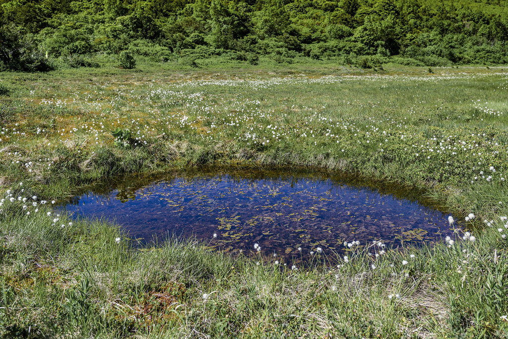 浄土平の池塘