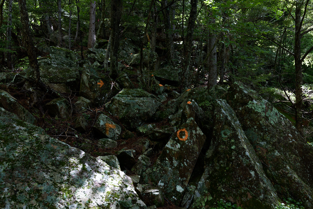 樹林帯の花こう岩