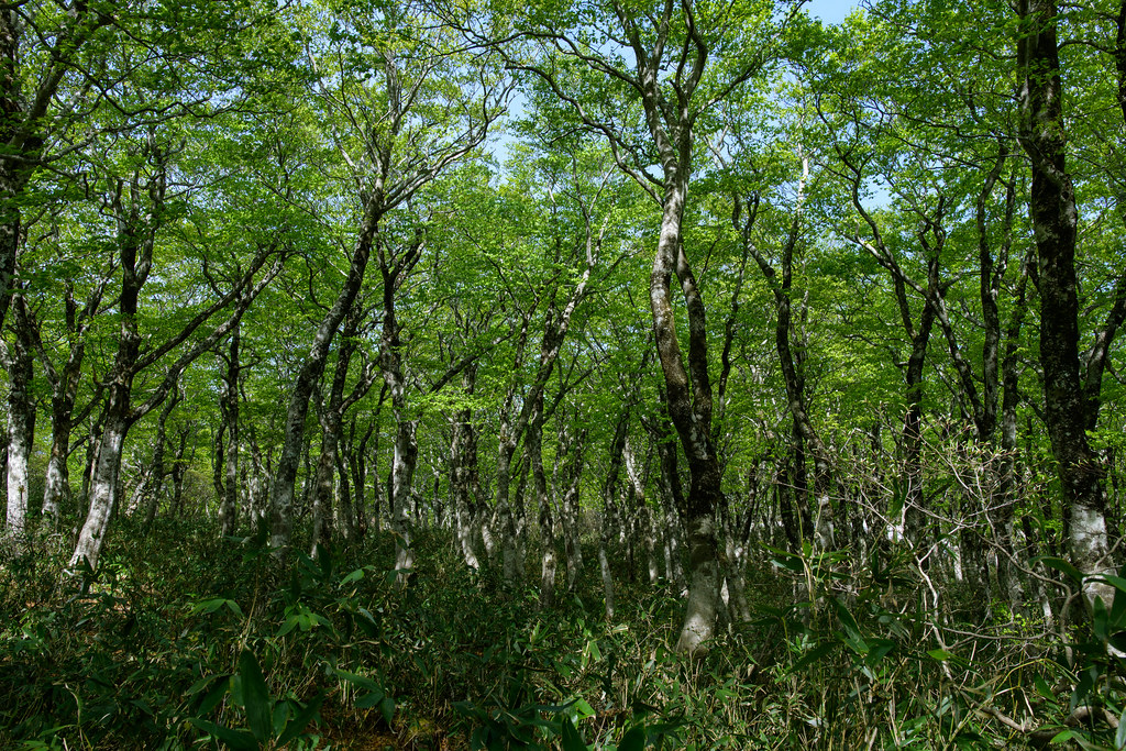枡沢登山道のブナ林