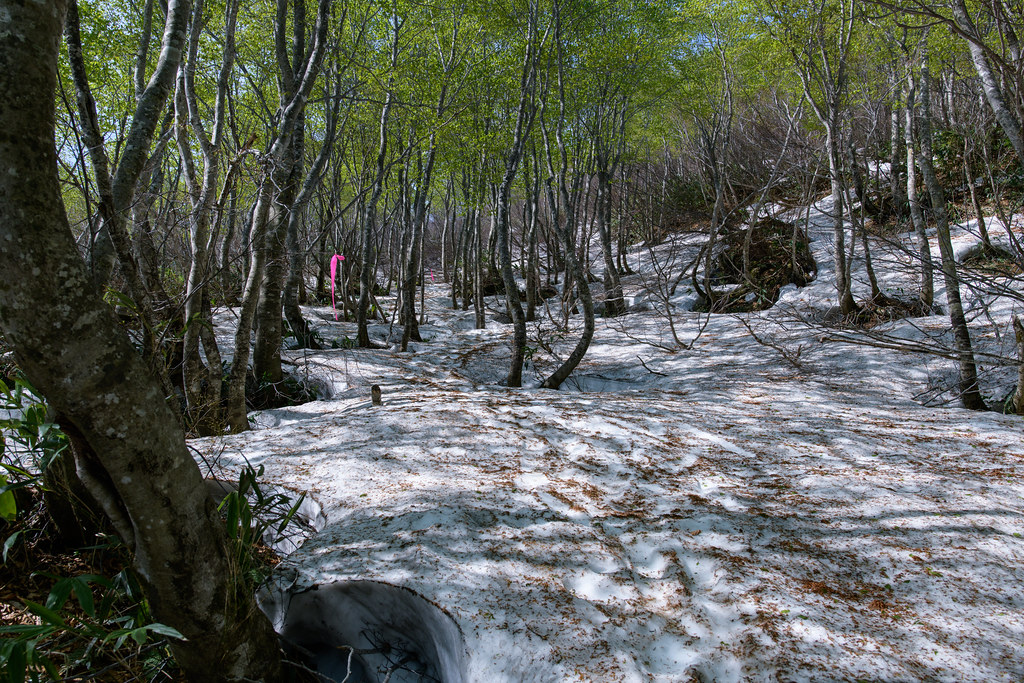 雪渓のブナ林