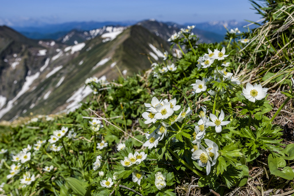 ハクサンイチゲ