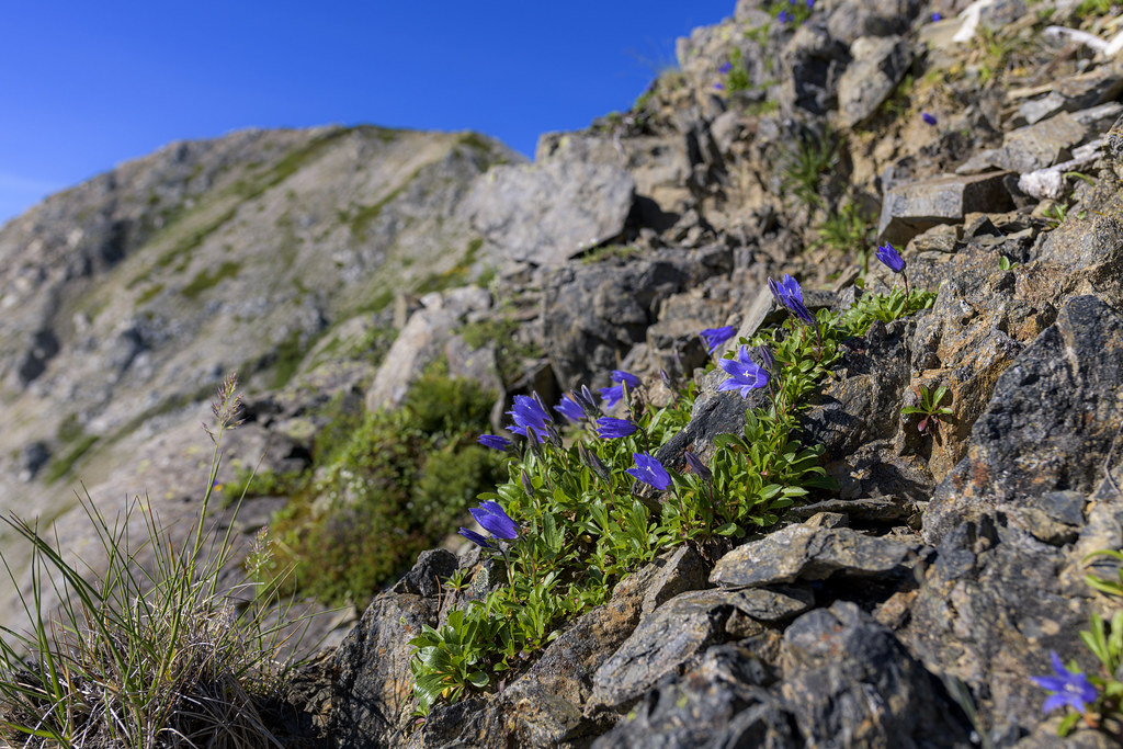 チシマギキョウ