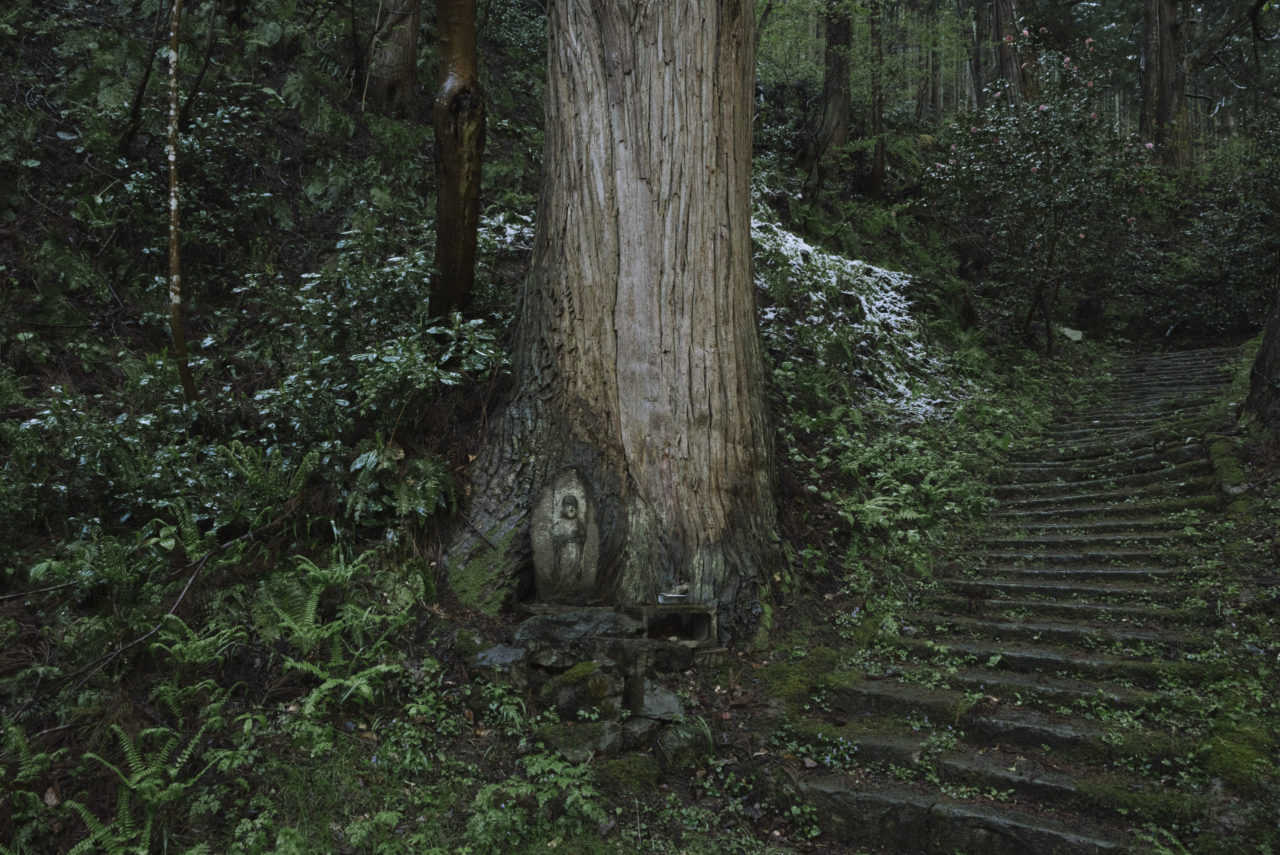 杉の大木と地蔵菩薩