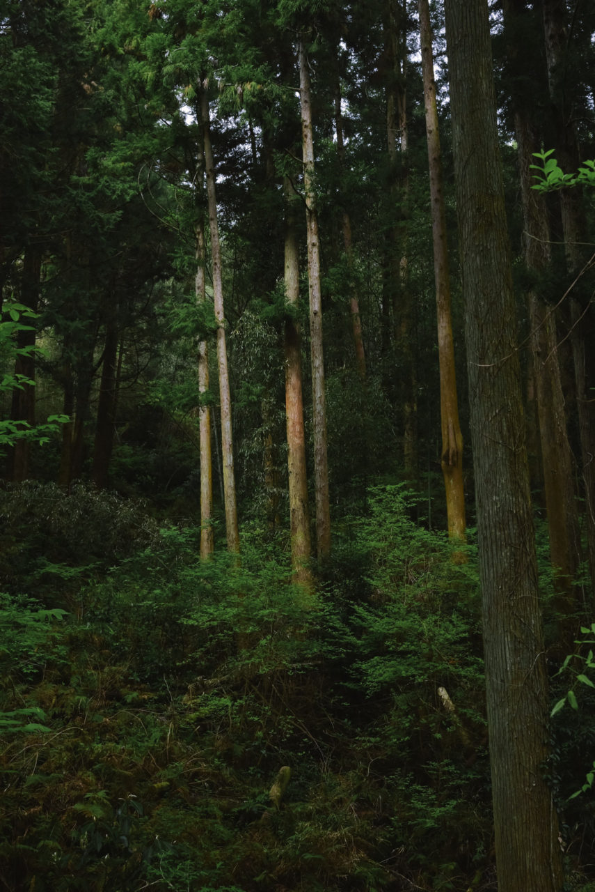 奥武蔵の杉林
