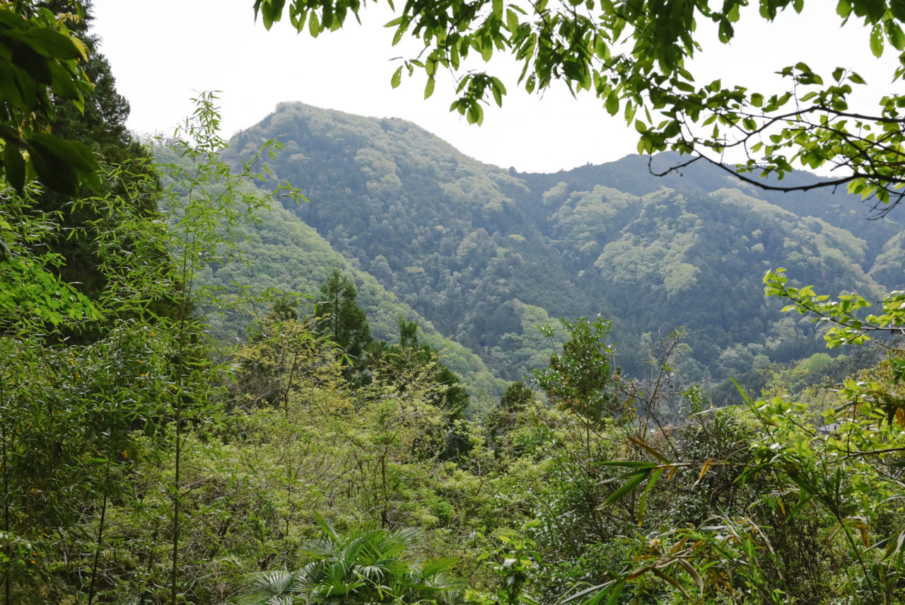 樹林帯から見る奥武蔵の山々