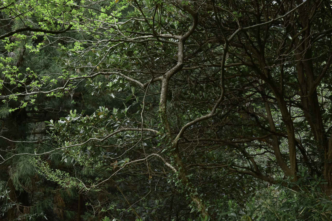 奥武蔵の樹林帯