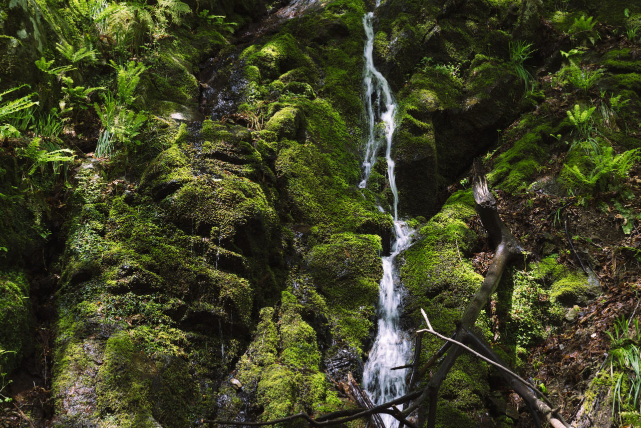 美しい苔滝