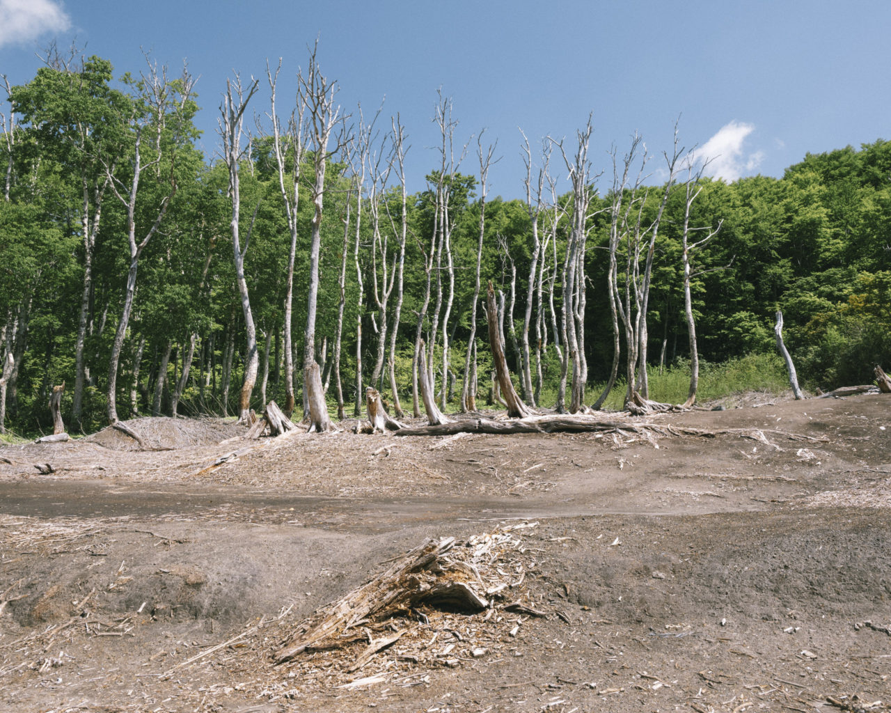 火山ガスで枯れた木々