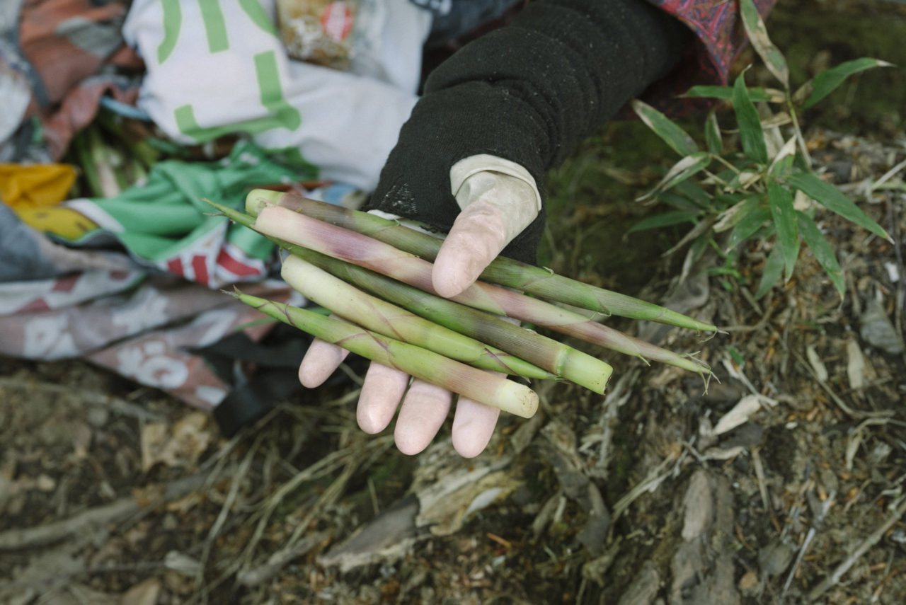笹竹を採取するおばあさん