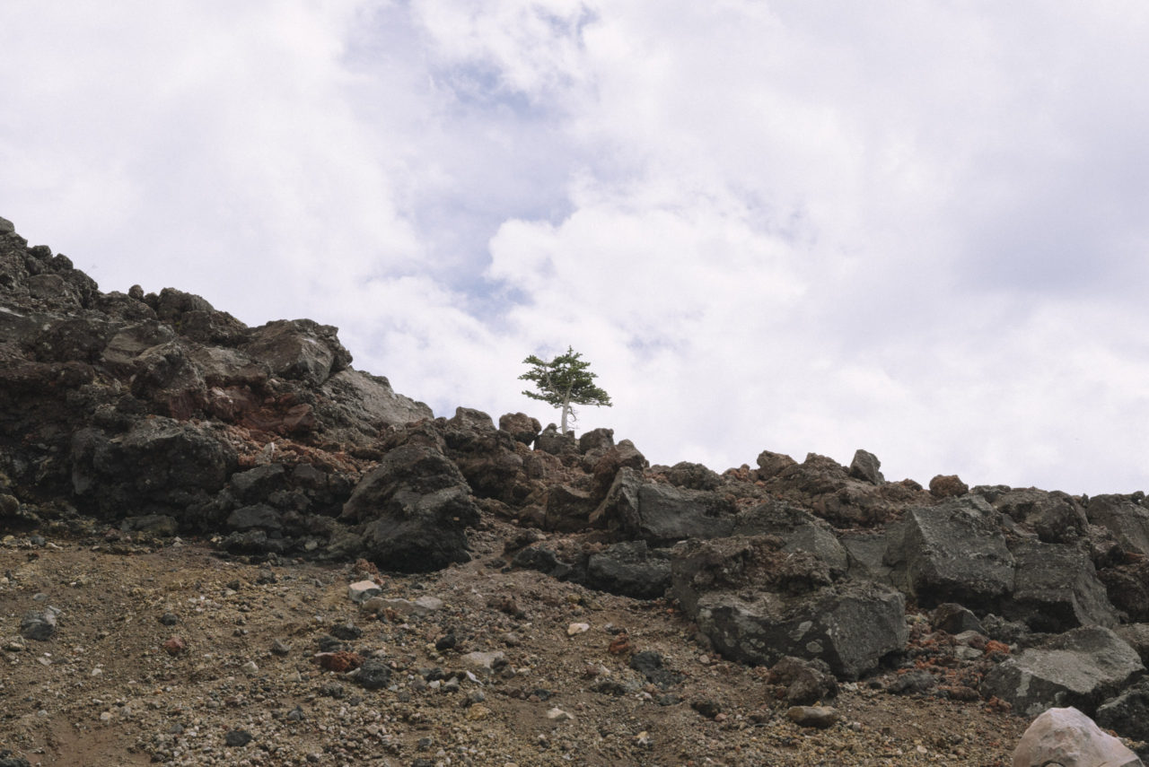 火山に生える低木
