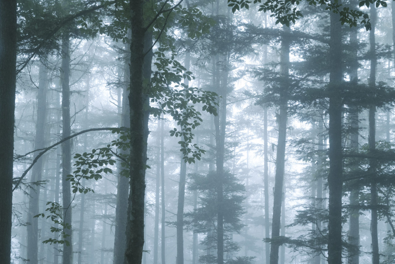 霧で輝く森