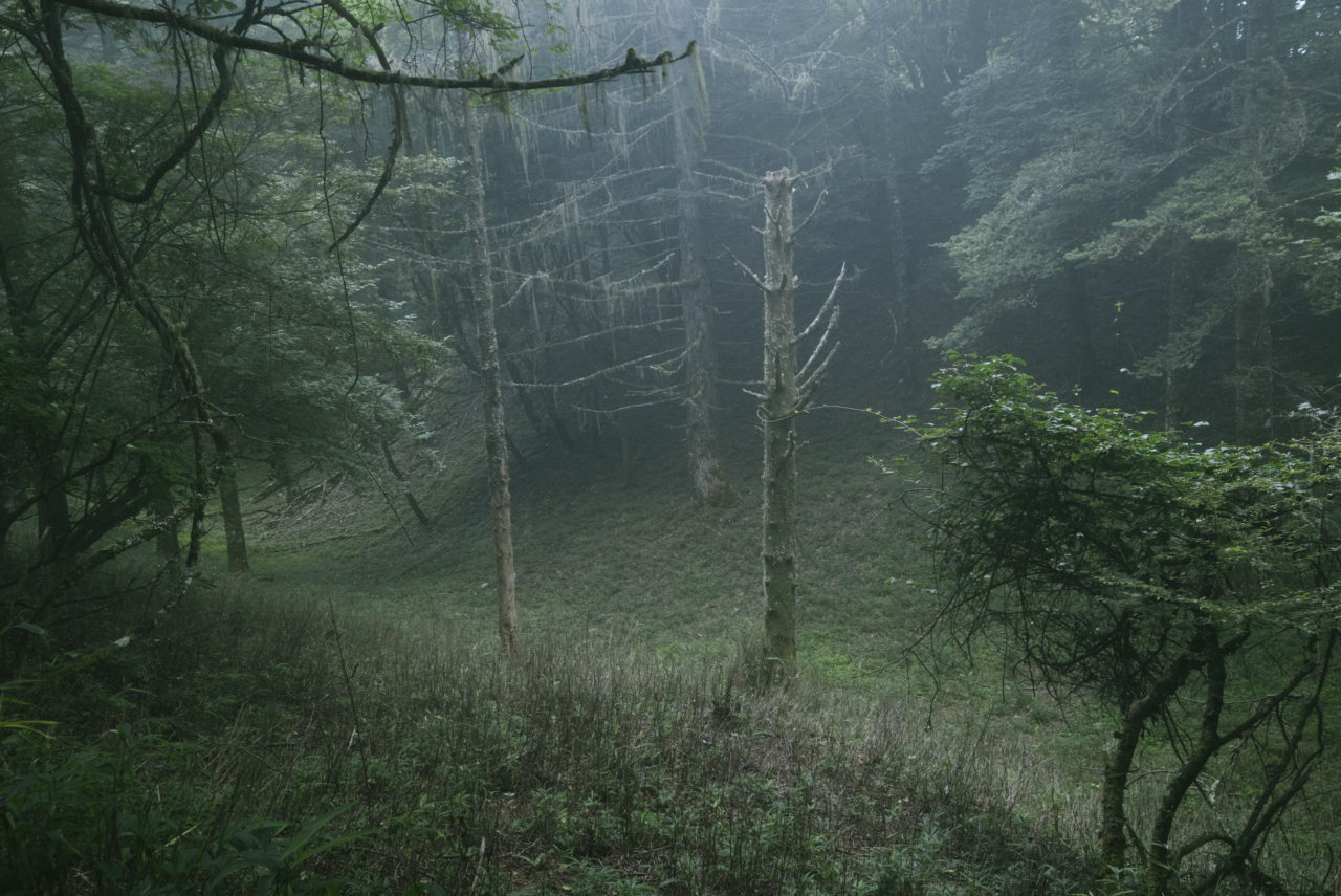 霧と苔の森
