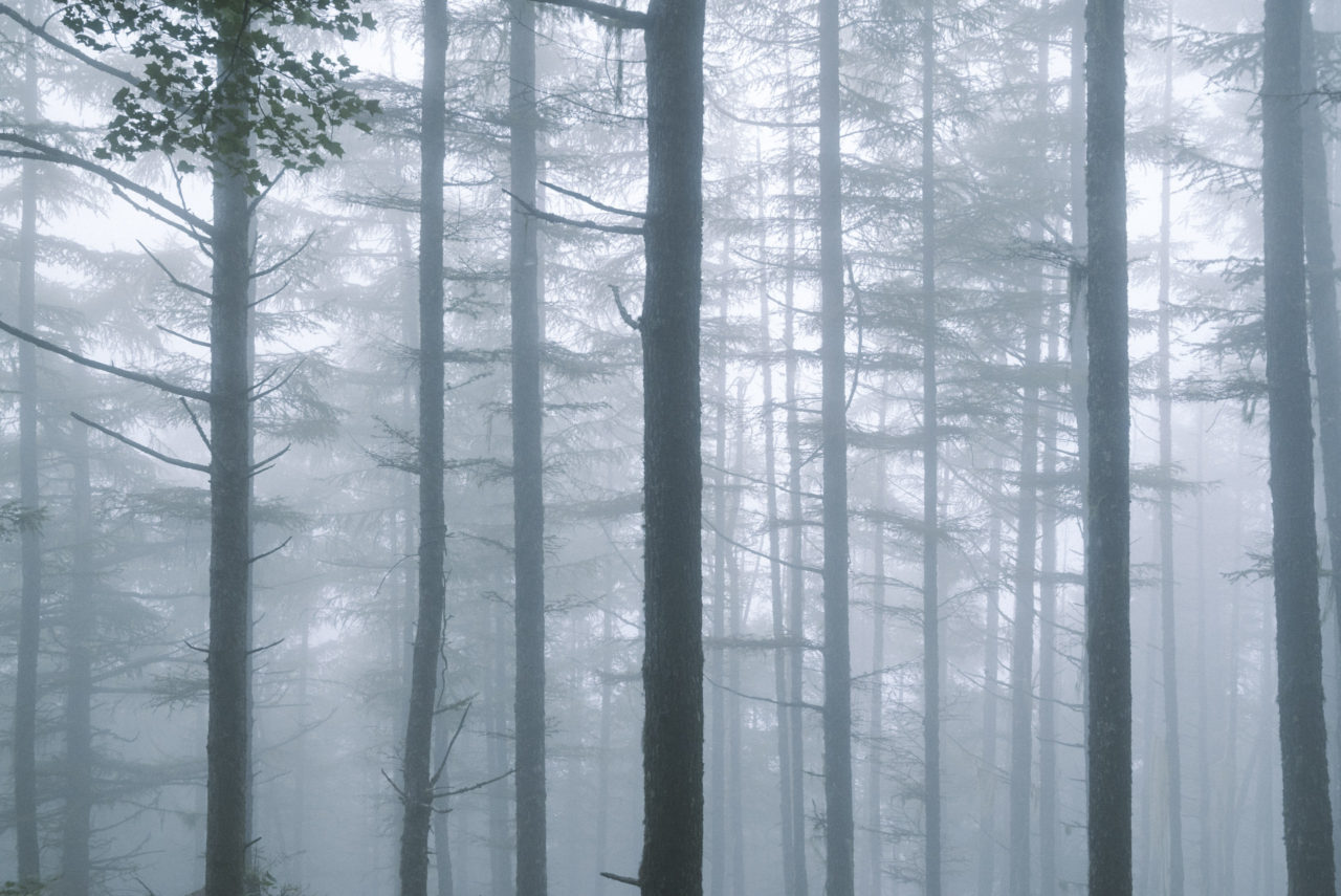 霧でできた白亜の森