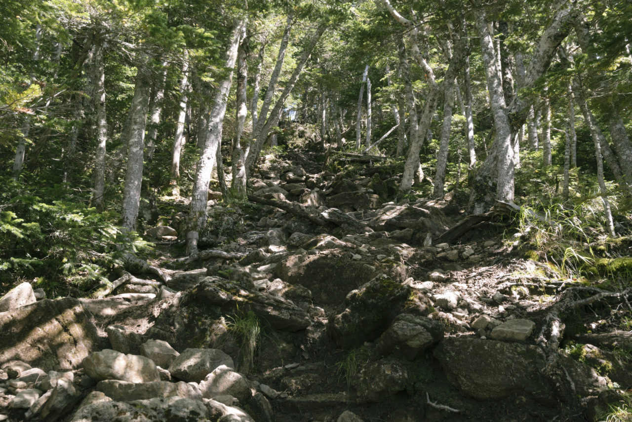 ダケカンバが生い茂る岩の登山道