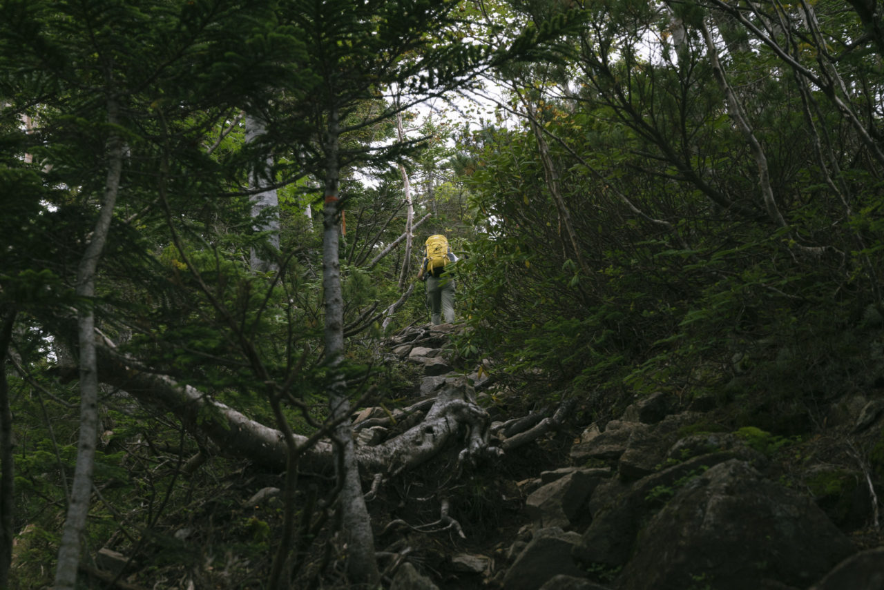 樹林帯と黄色いザックの登山者