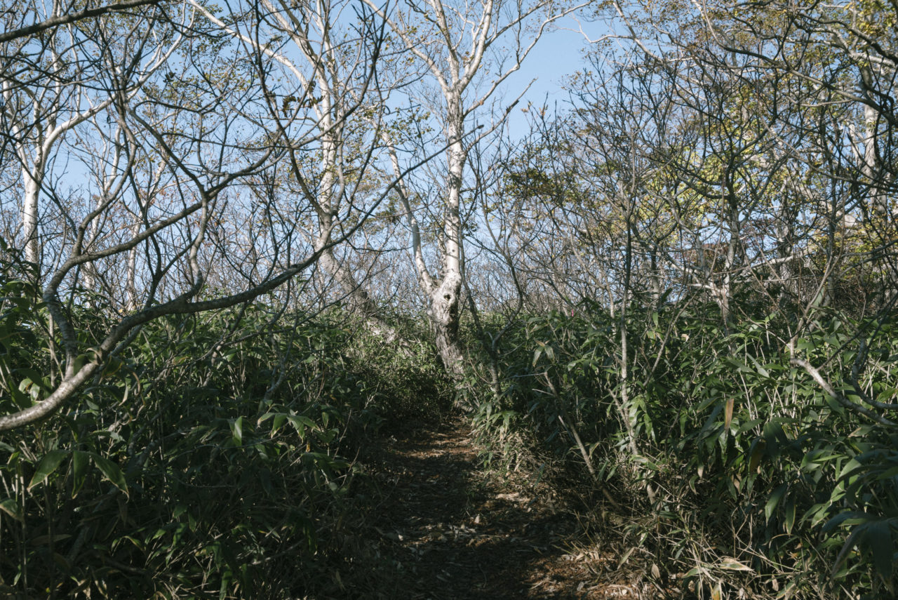 マカバの木が茂る登山道