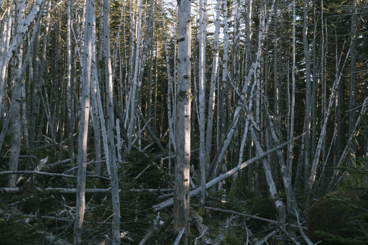 白骨化した木々