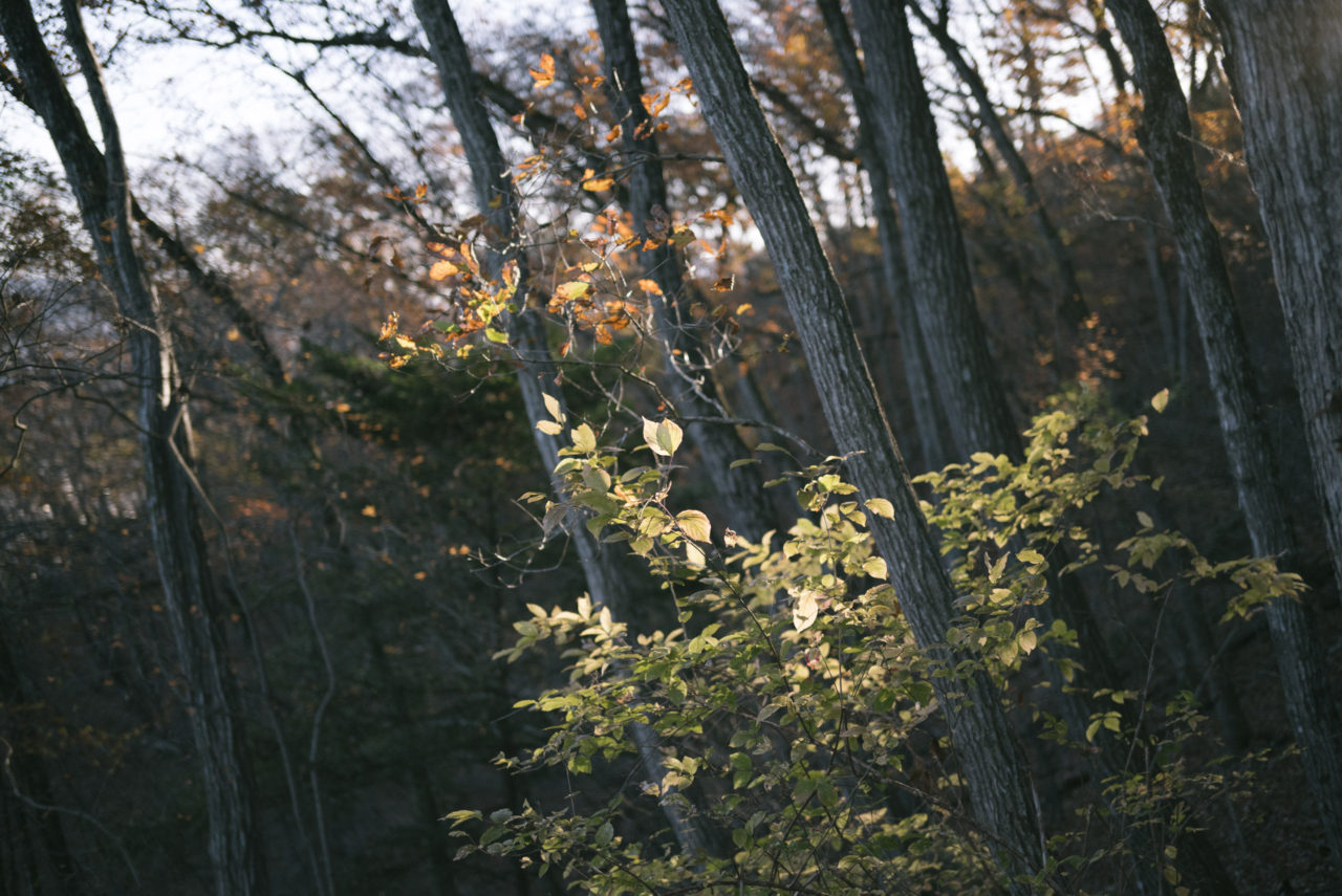 朝日が差し込む紅葉の森