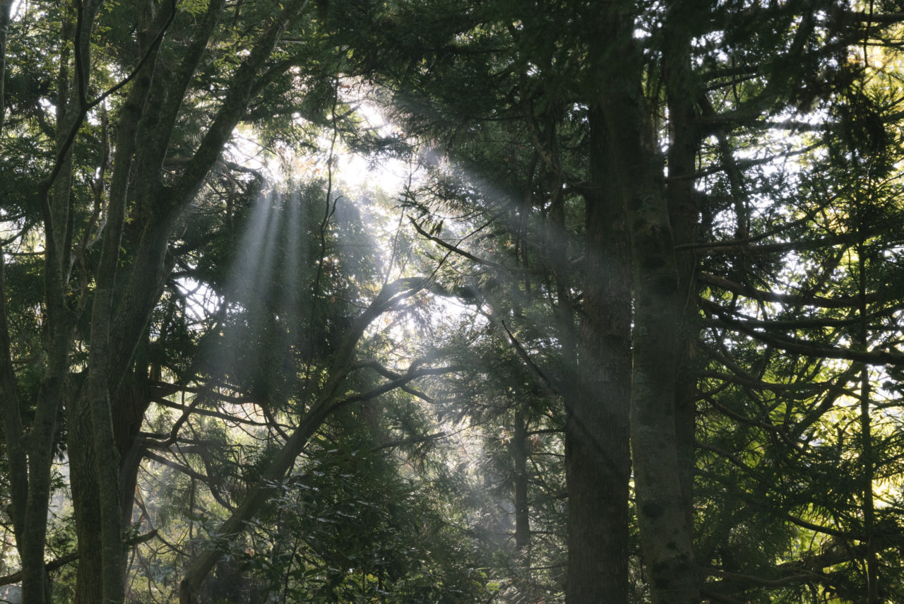 薄明光線が差し込む森