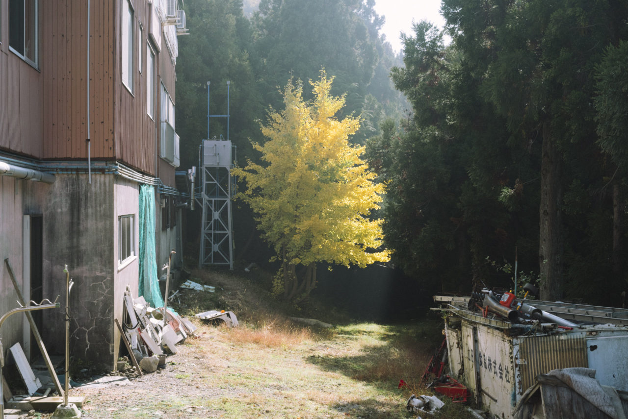 伊吹山高原荘脇の黄葉