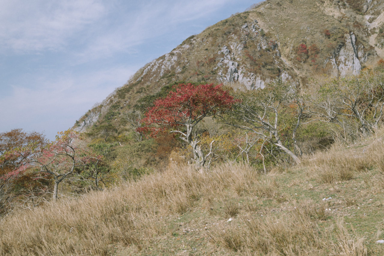 登山道わきの紅葉