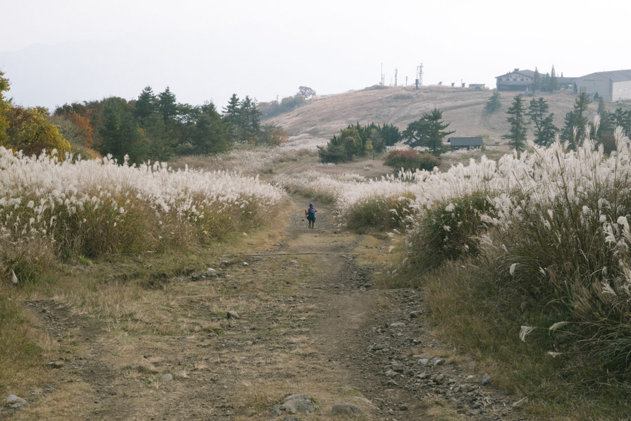 ススキの草原を下る