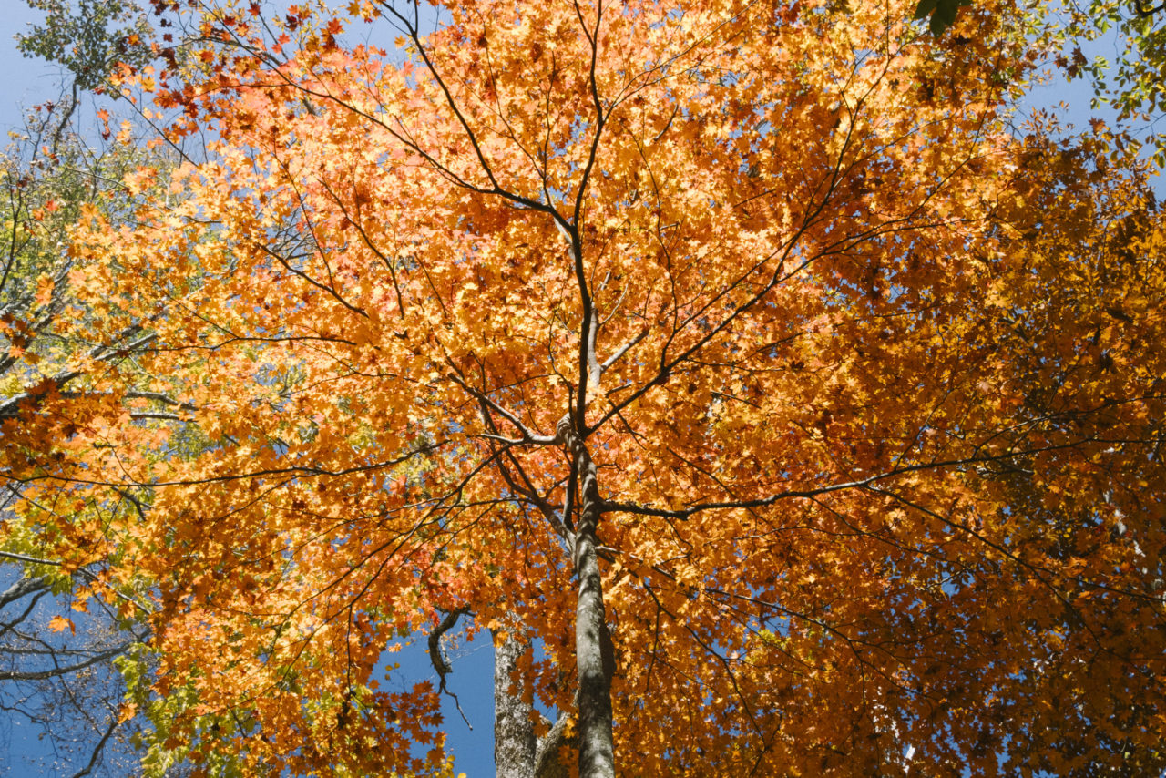 あめ色に輝く紅葉の巨樹