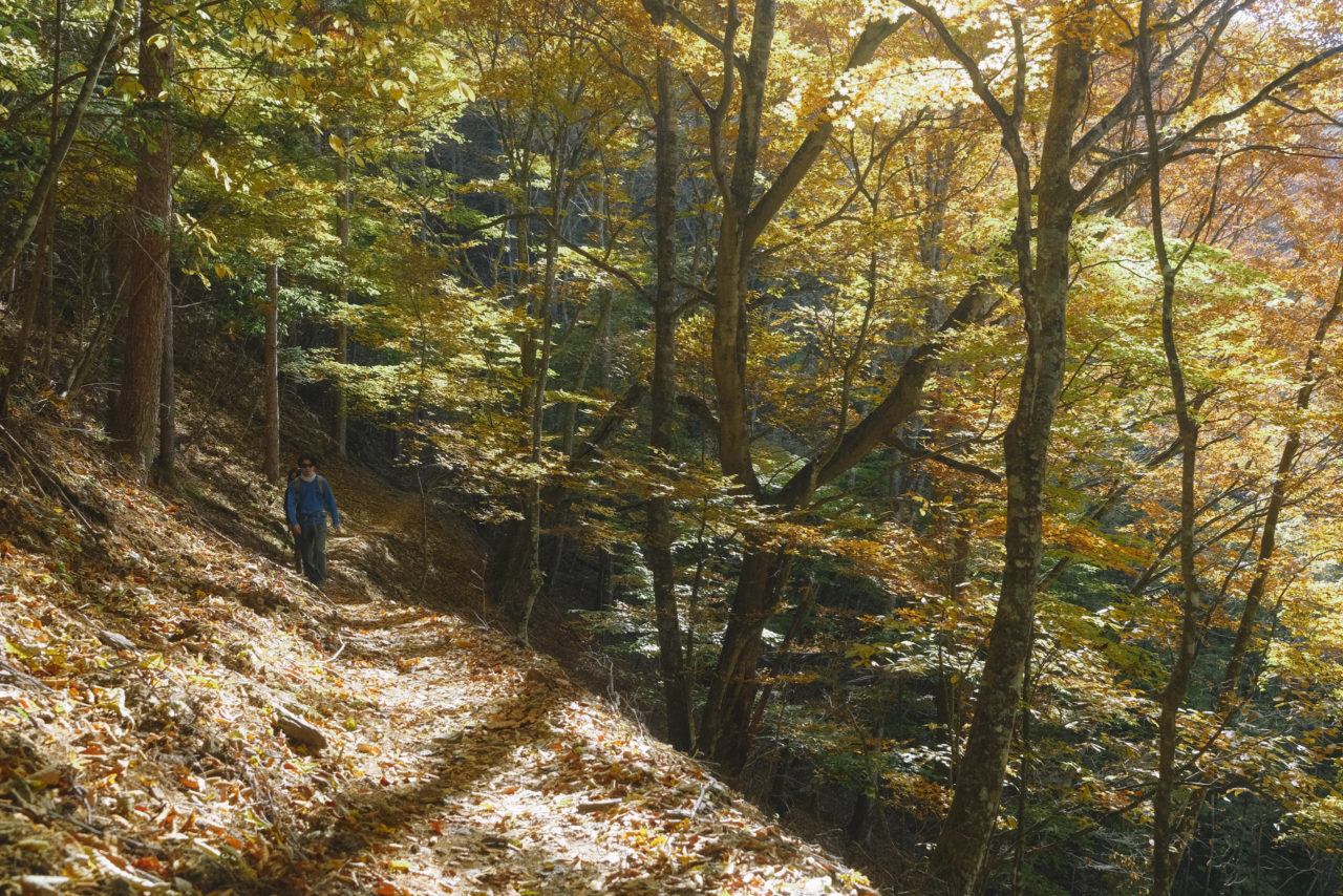 落葉に彩られた登山道