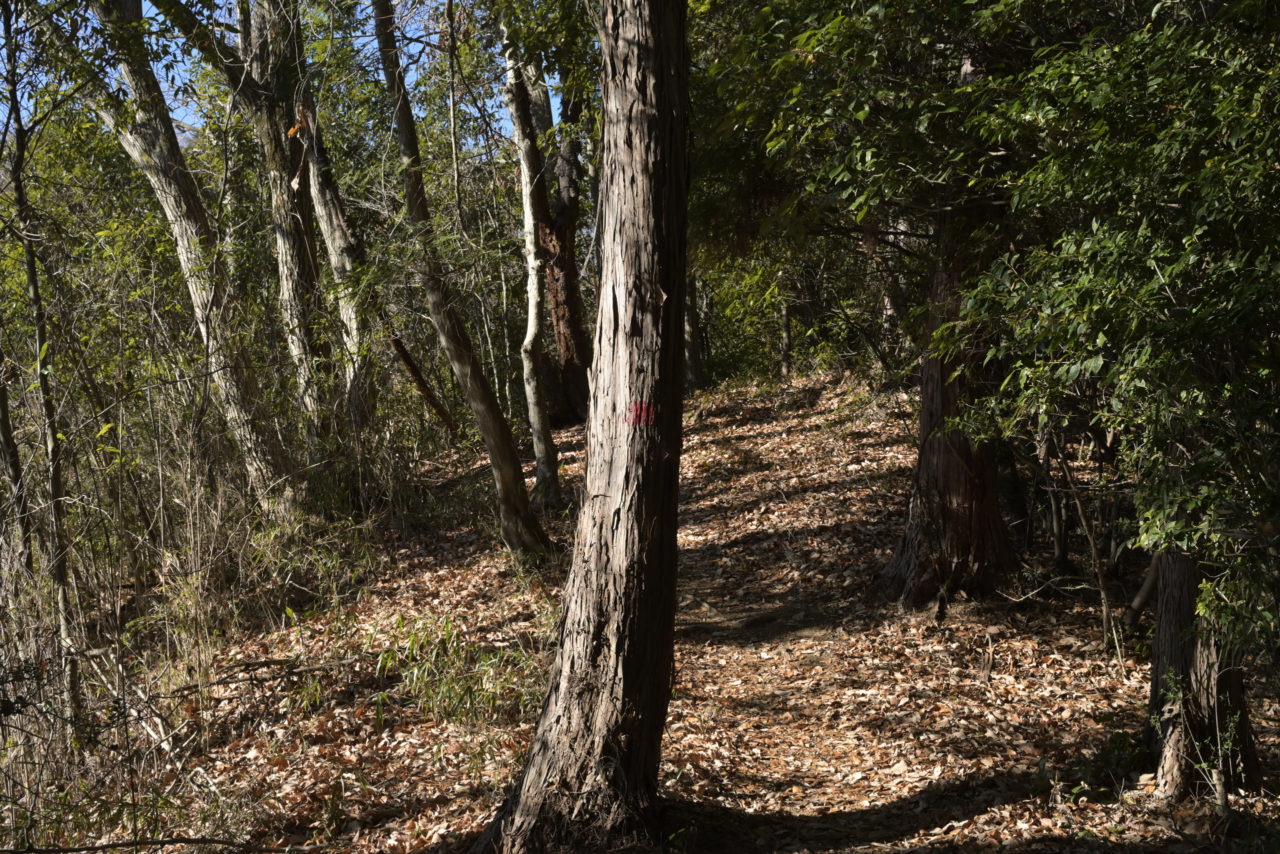 ペイントがされた広葉樹の幹