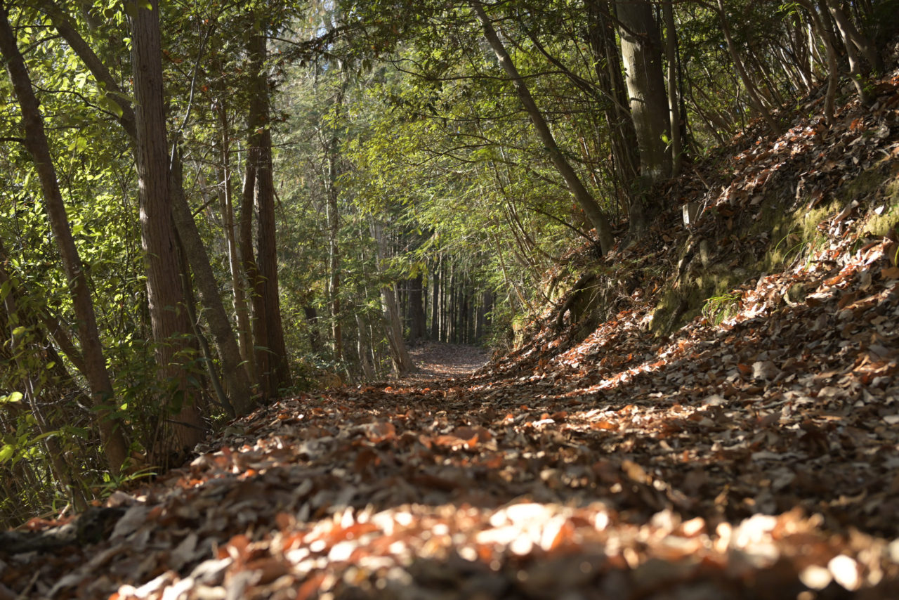 落葉に包まれた登山道