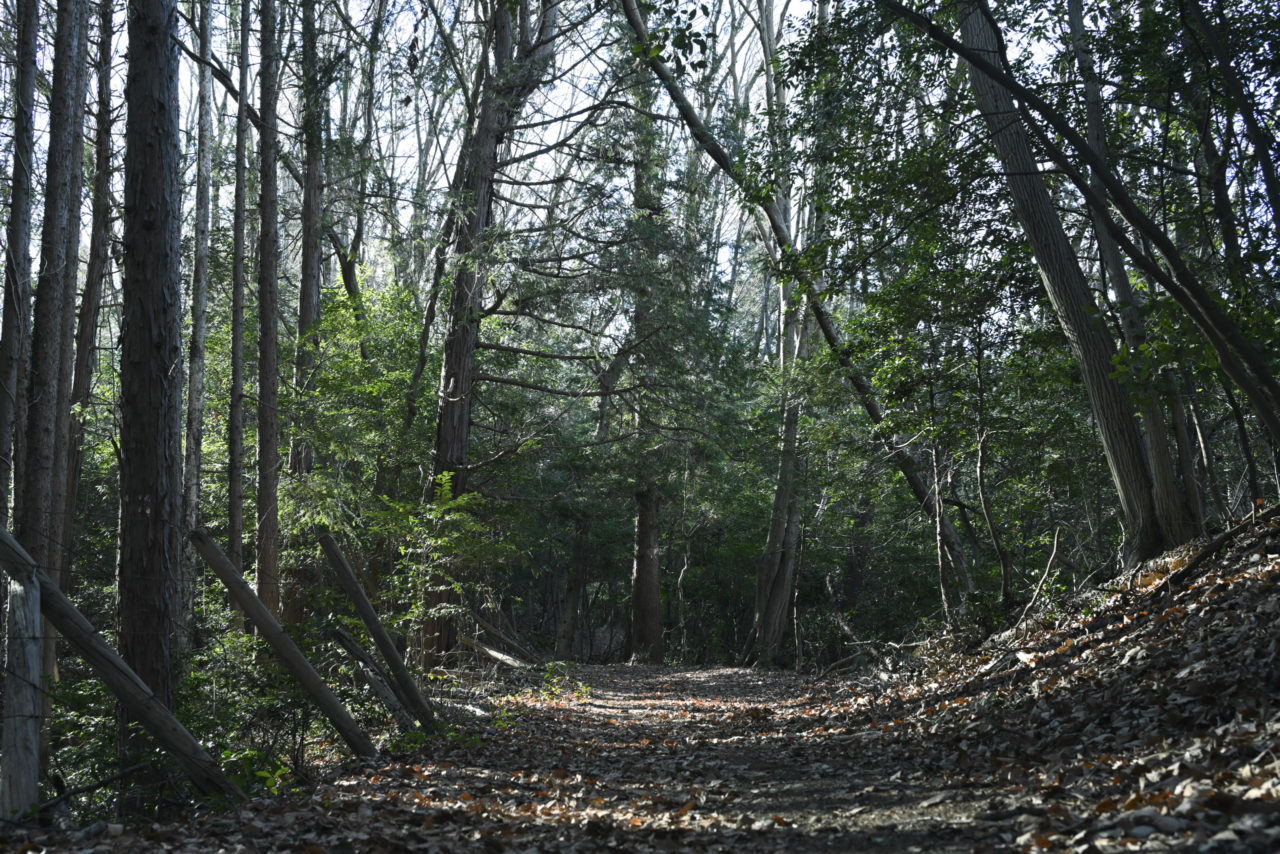 公園脇のハイキングコース