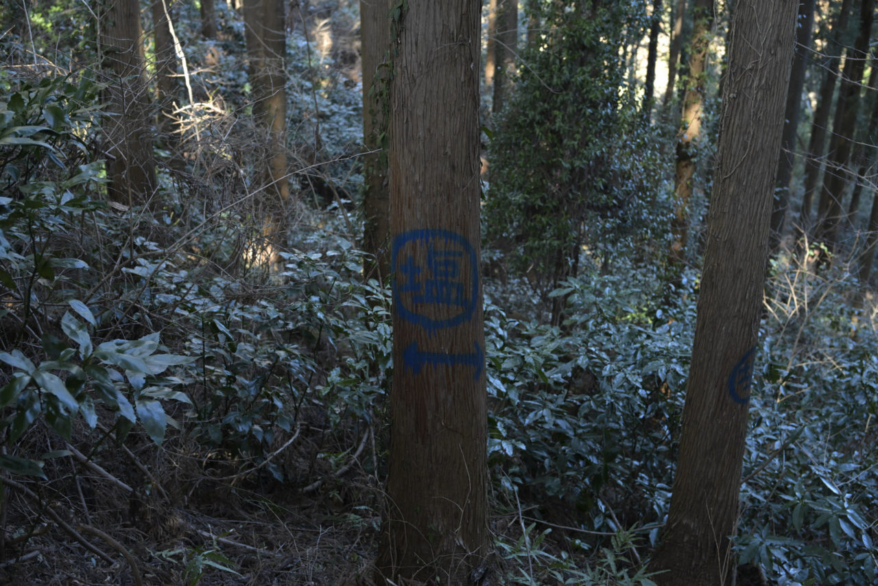 塩と書かれた杉の木