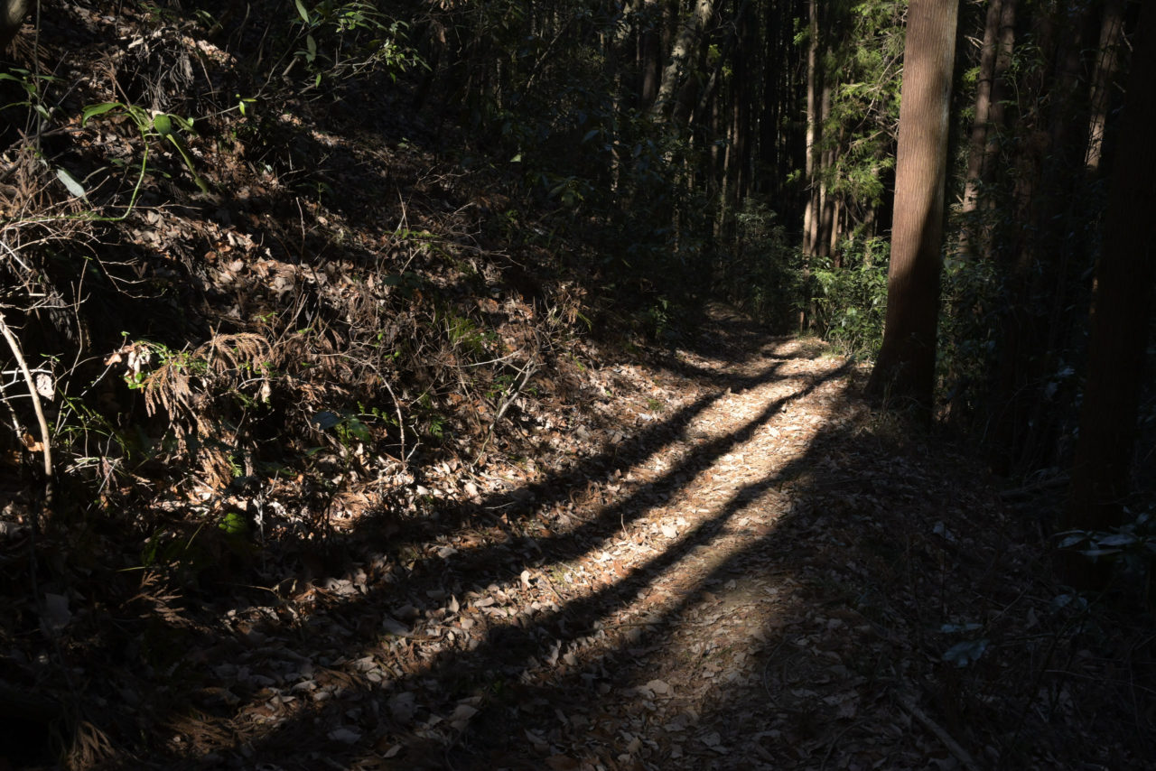 杉の影が走る杉林