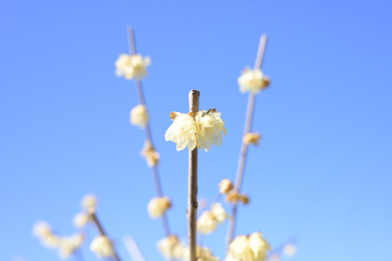 梅郷のロウバイ