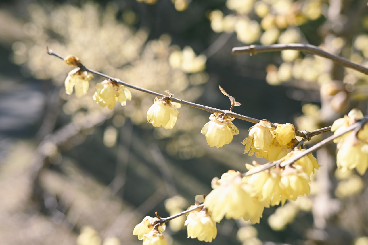 甘い香りが漂うロウバイ