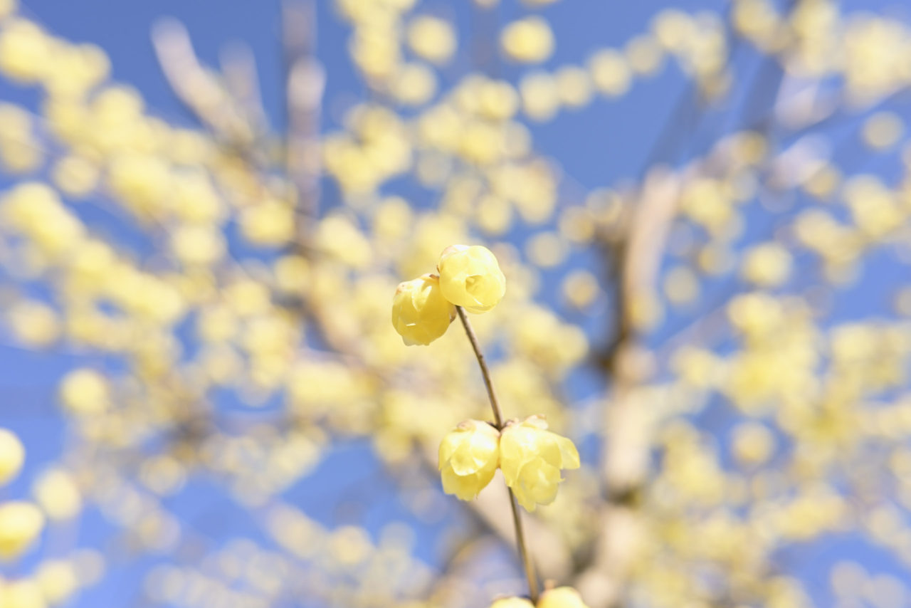 青空に輝くロウバイ