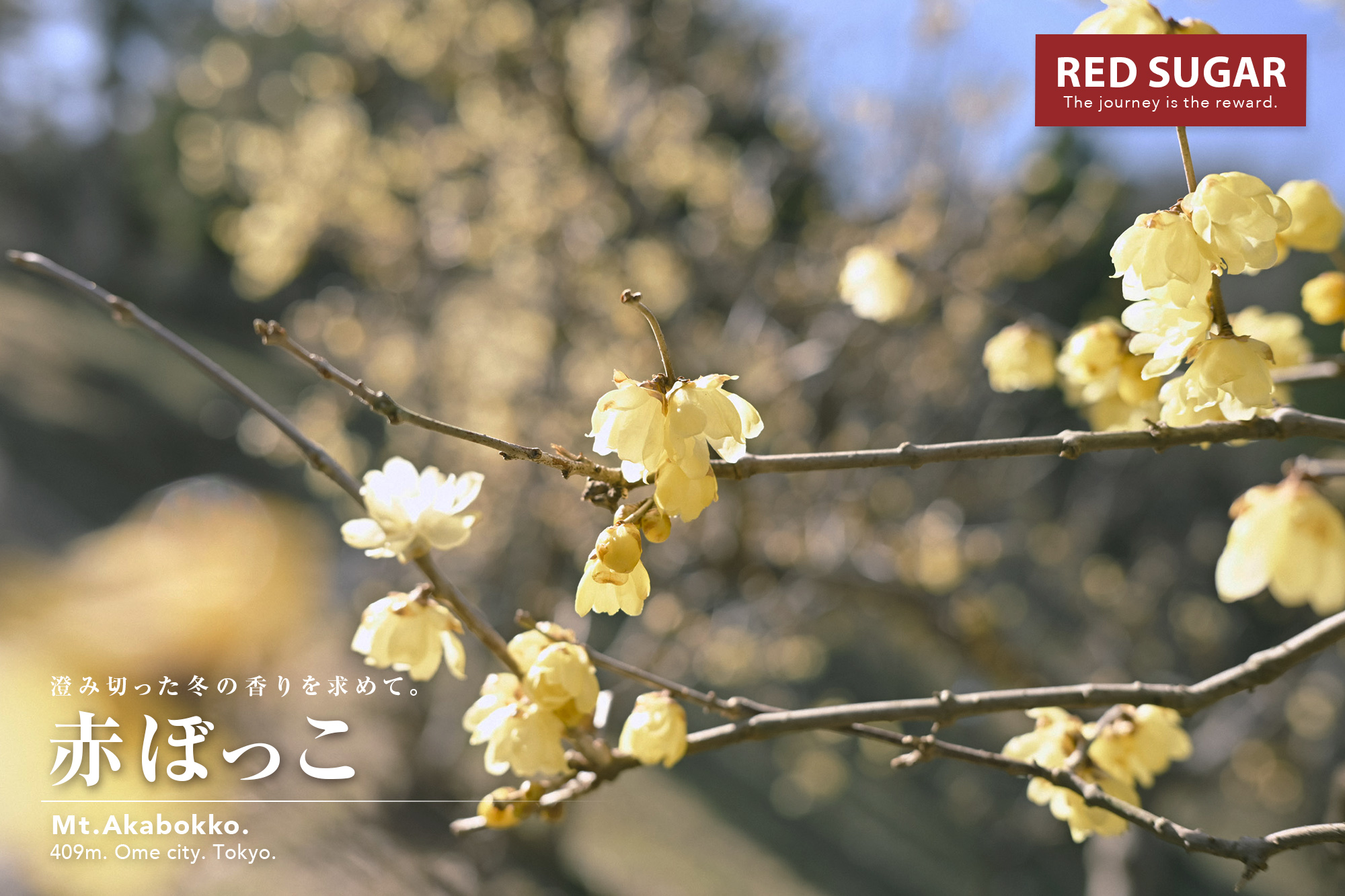 梅の公園のロウバイ