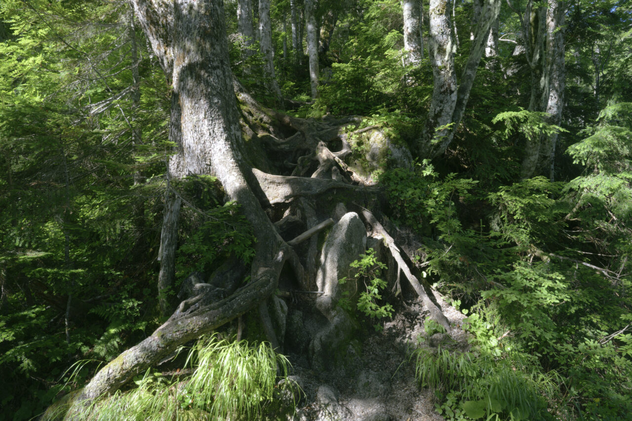 巨木と根の登山道