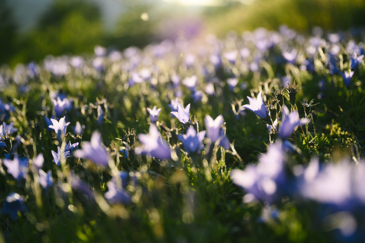 夕日に輝くチシマギキョウ