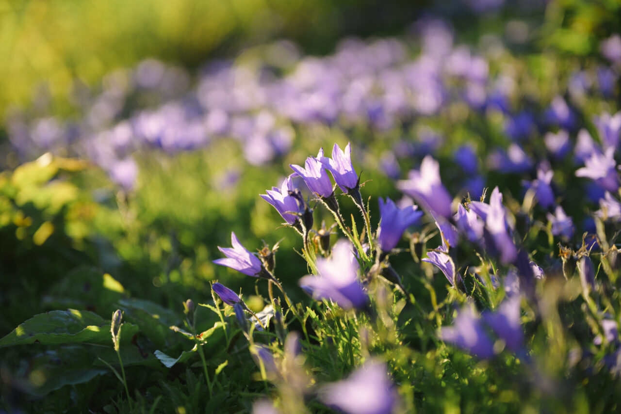瑞々しいチシマギキョウの花