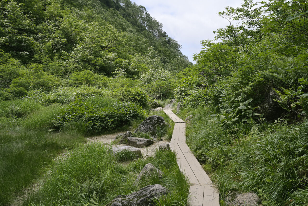木道を抜けワサビ平へ