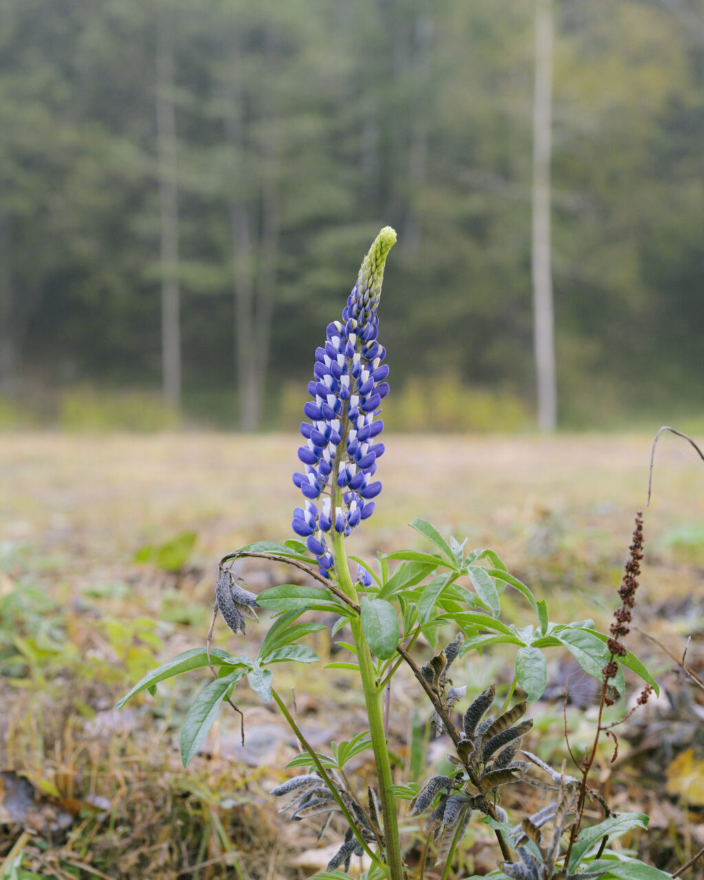 野良ルピナス
