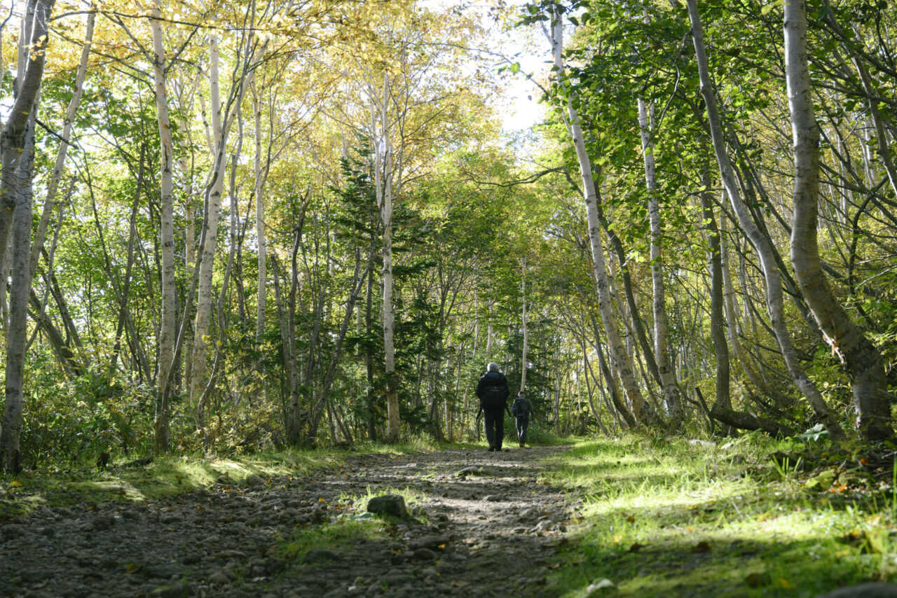 赤岳登山口の森