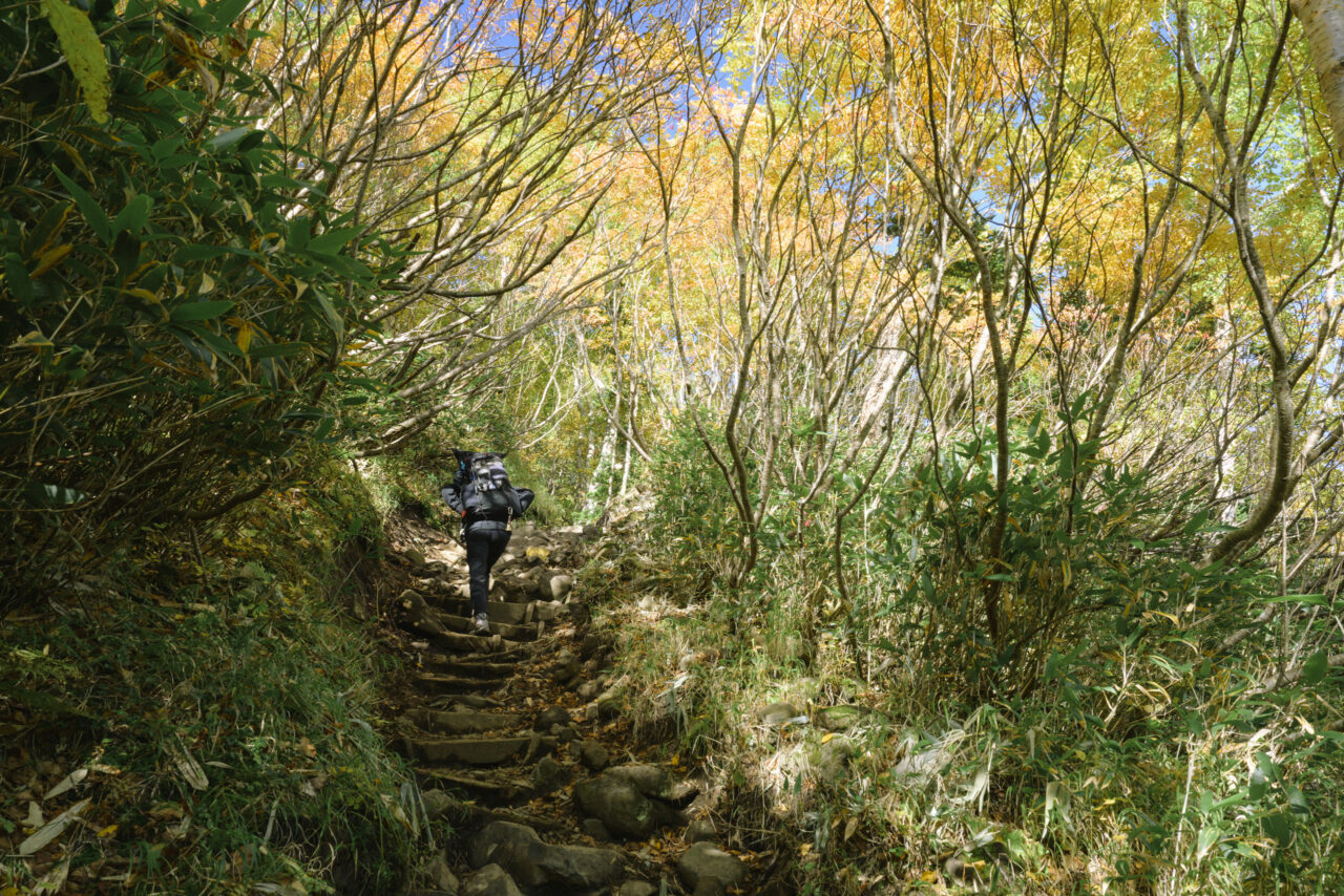 紅葉の木々をくぐる