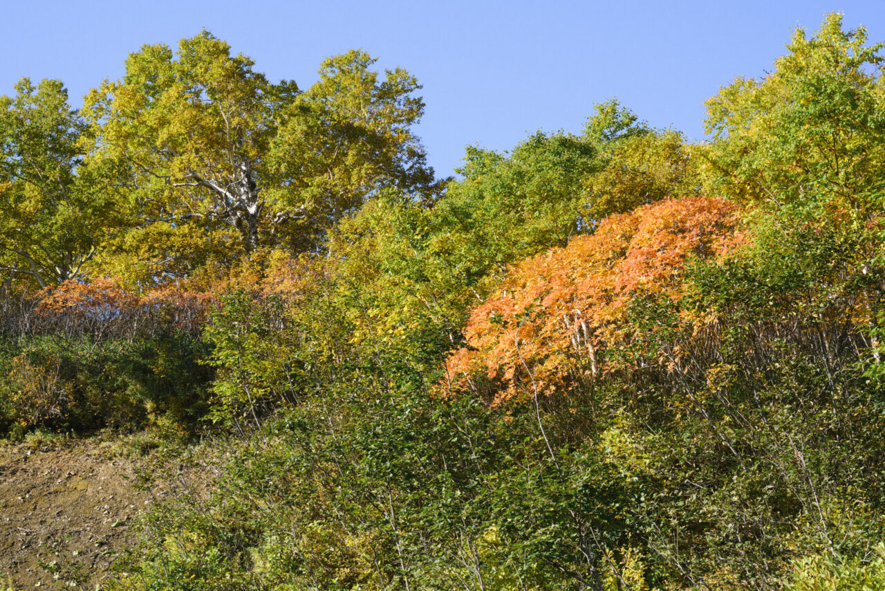 色付く赤岳の紅葉