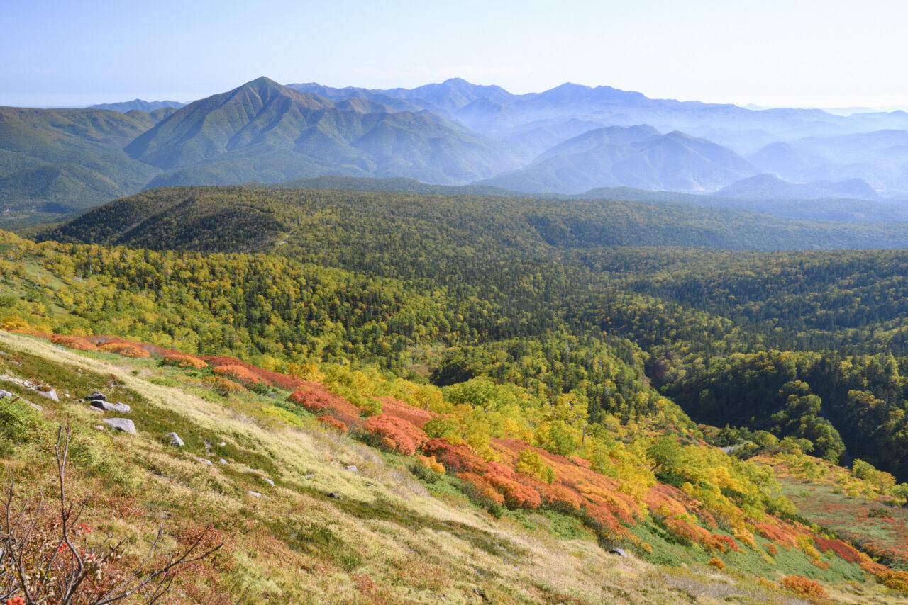屏風岳と北大雪の森を見下ろす